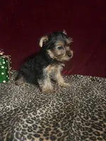 Bella, a female Yorkshire Terrier for sale in Picayune, MS – 5 of 6