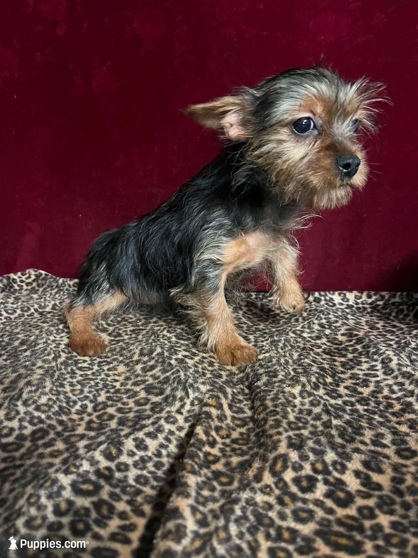 Danny, a male Yorkshire Terrier for sale in Picayune, MS – 4 of 5