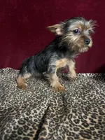 Dax, a male Yorkshire Terrier for sale in Picayune, MS – 5 of 7