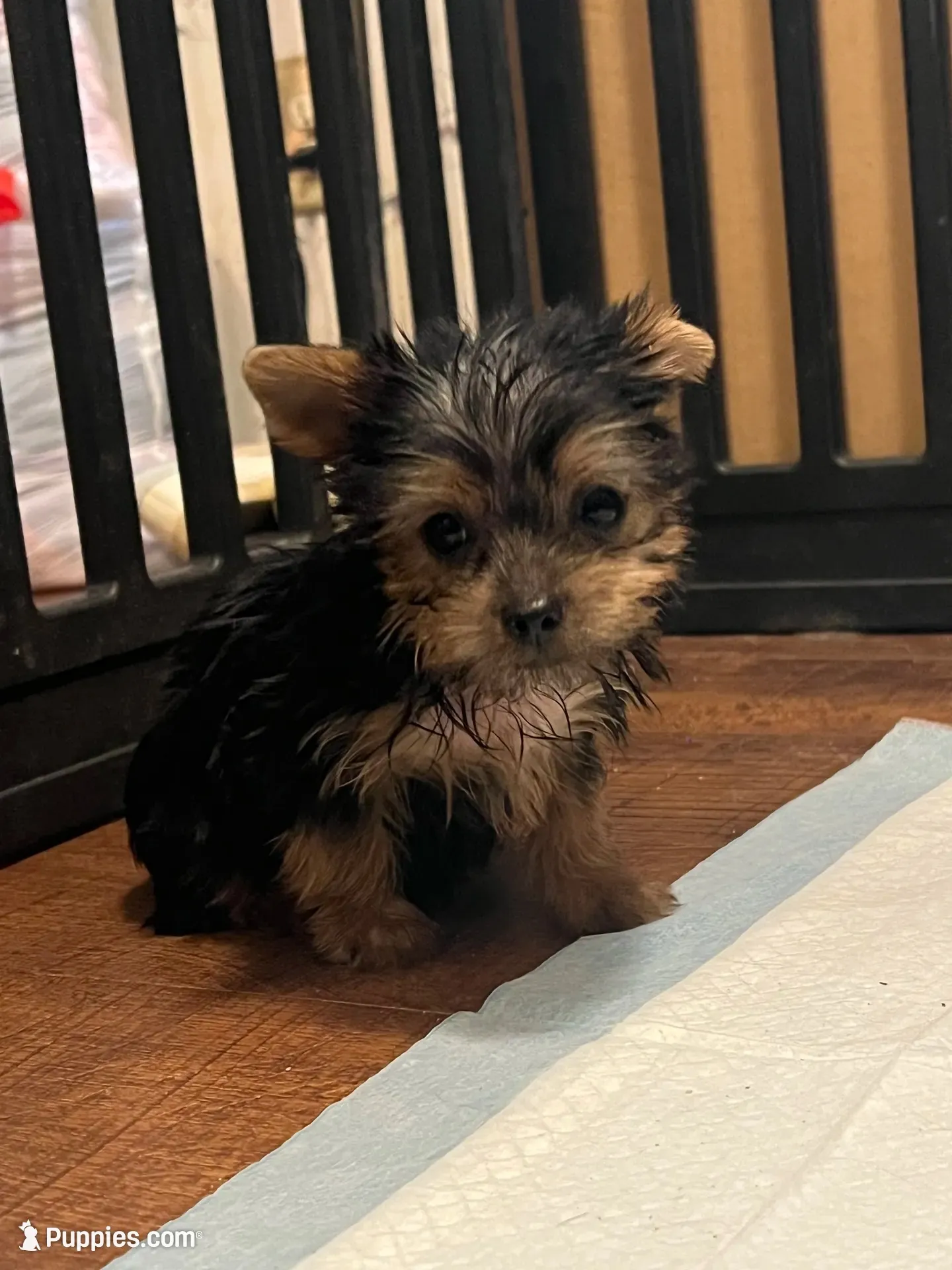  Al’ Albert , a male Yorkshire Terrier for sale in Picayune, MS – 7 of 10
