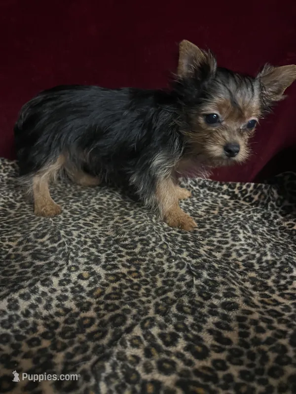 Matty  – Yorkshire Terrier puppy for sale in Picayune, MS