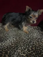 Matty , a male Yorkshire Terrier for sale in Picayune, MS – 4 of 5
