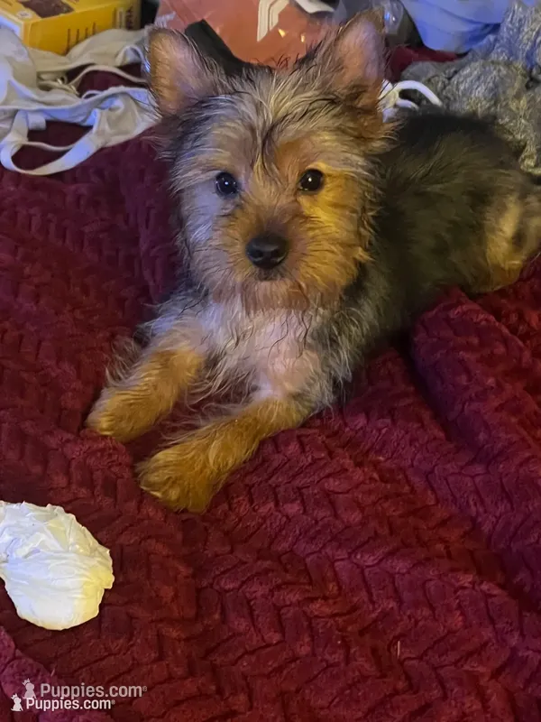 Al’ Albert,,, moving discount  – Yorkshire Terrier puppy for sale in Picayune, MS