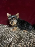 Dane, a male Yorkshire Terrier for sale in Picayune, MS – 2 of 4