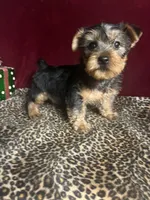 Trixie, a female Yorkshire Terrier for sale in Picayune, MS – 5 of 7