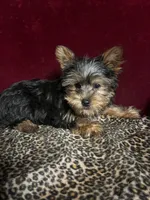 Jerry, a male Yorkshire Terrier for sale in Picayune, MS – Photo 3 of 5