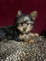 Jerry, a male Yorkshire Terrier for sale in Picayune, MS – Photo 2 of 5