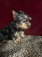 Jerry, a male Yorkshire Terrier for sale in Picayune, MS – Photo 5 of 5