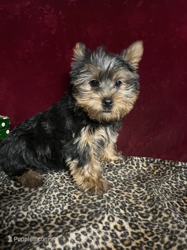 Jerry, a male Yorkshire Terrier for sale in Picayune, MS – Photo 1 of 5