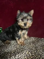 Jerry, a male Yorkshire Terrier for sale in Picayune, MS – Photo 1 of 5