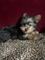 Jerry, a male Yorkshire Terrier for sale in Picayune, MS – Photo 4 of 5