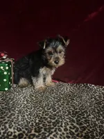 Bella, a female Yorkshire Terrier for sale in Picayune, MS – 2 of 6