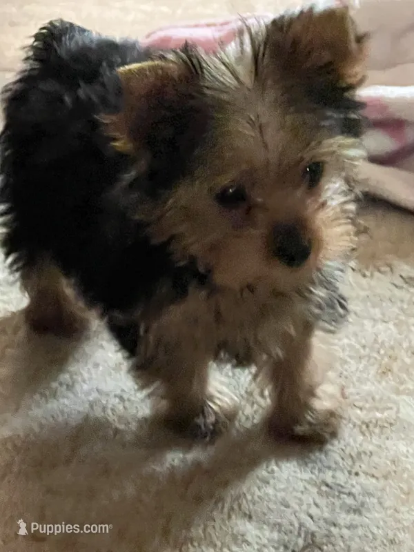 Albert – Yorkshire Terrier puppy for sale in Picayune, MS