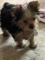  Al’ Albert , a male Yorkshire Terrier for sale in Picayune, MS – 5 of 10