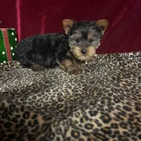 Jerry, a male Yorkshire Terrier for sale in Picayune, MS – Photo 4 of 4