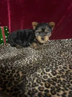 Jerry, a male Yorkshire Terrier for sale in Picayune, MS – Photo 4 of 4