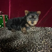 Jerry, a male Yorkshire Terrier for sale in Picayune, MS – Photo 2 of 4
