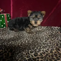 Jerry, a male Yorkshire Terrier for sale in Picayune, MS – Photo 1 of 4