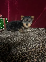 Jerry, a male Yorkshire Terrier for sale in Picayune, MS – Photo 1 of 4