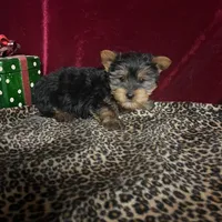 Jerry, a male Yorkshire Terrier for sale in Picayune, MS – Photo 3 of 4