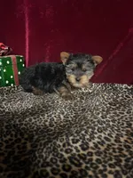 Jerry, a male Yorkshire Terrier for sale in Picayune, MS – Photo 3 of 4