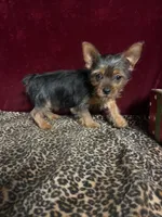 Dannie, a female Yorkshire Terrier for sale in Picayune, MS – 3 of 5