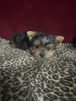 Callie, a female Yorkshire Terrier for sale in Picayune, MS – 3 of 5