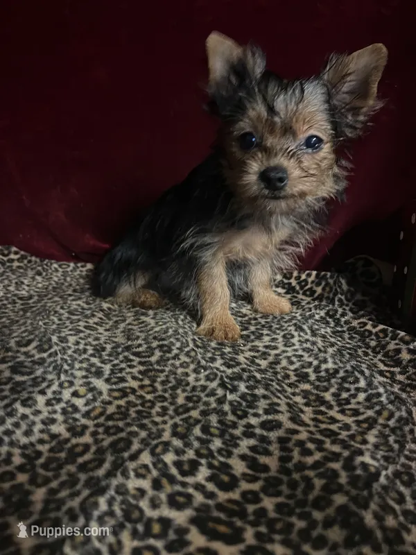 Matty  – Yorkshire Terrier puppy for sale in Picayune, MS