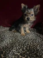 Matty , a male Yorkshire Terrier for sale in Picayune, MS – 2 of 5