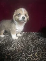 Jerry , a male Cardigan Welsh Corgi for sale in Picayune, MS – Photo 1 of 5