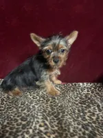 Dannie, a female Yorkshire Terrier for sale in Picayune, MS – 4 of 5