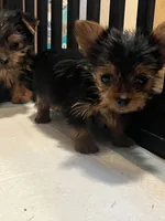 Jeffery, a male Yorkshire Terrier for sale in Picayune, MS – 3 of 4