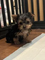 Albert, a male Yorkshire Terrier for sale in Picayune, MS – 2 of 4