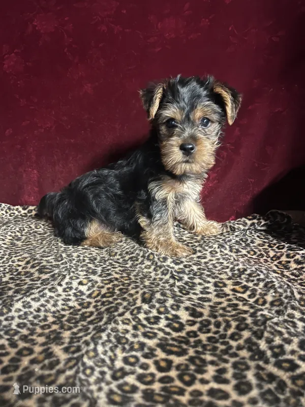 Teddy – Yorkshire Terrier puppy for sale in Picayune, MS
