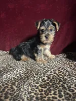 Teddy, a male Yorkshire Terrier for sale in Picayune, MS – 6 of 6