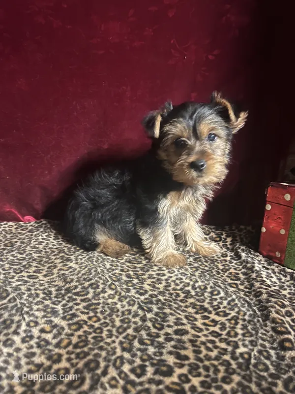 Bella – Yorkshire Terrier puppy for sale in Picayune, MS