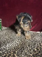 Teddy, a male Yorkshire Terrier for sale in Picayune, MS – 5 of 6