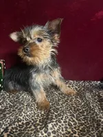 Allie, a female Yorkshire Terrier for sale in Picayune, MS – Photo 2 of 4