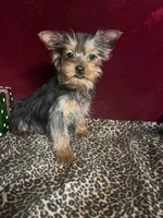 Allie, a female Yorkshire Terrier for sale in Picayune, MS – Photo 3 of 4
