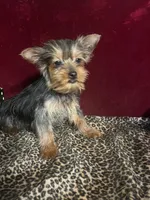 Allie, a female Yorkshire Terrier for sale in Picayune, MS – Photo 4 of 4