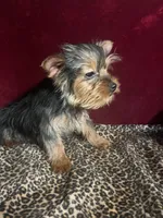 Allie, a female Yorkshire Terrier for sale in Picayune, MS – Photo 1 of 4