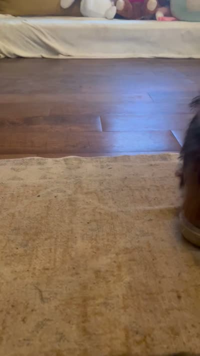  Al’ Albert,,, moving discount , a male Yorkshire Terrier for sale in Picayune, MS – 9 of 9