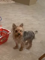  Al’ Albert , a male Yorkshire Terrier for sale in Picayune, MS – 9 of 10