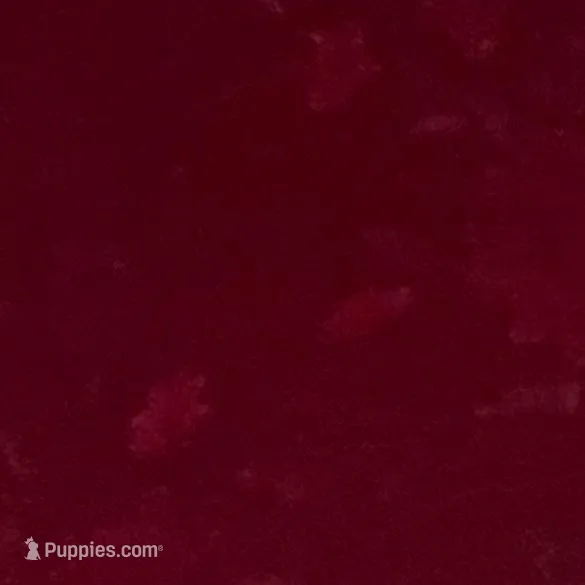 Jenna , a female Yorkshire Terrier for sale in Picayune, MS – Photo 3 of 3