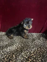 Jenna , a female Yorkshire Terrier for sale in Picayune, MS – Photo 2 of 3