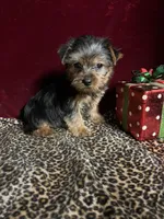 Taie , a female Yorkshire Terrier for sale in Picayune, MS – Photo 2 of 3