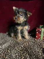Taie , a female Yorkshire Terrier for sale in Picayune, MS – Photo 1 of 3