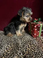 Taie , a female Yorkshire Terrier for sale in Picayune, MS – Photo 3 of 3