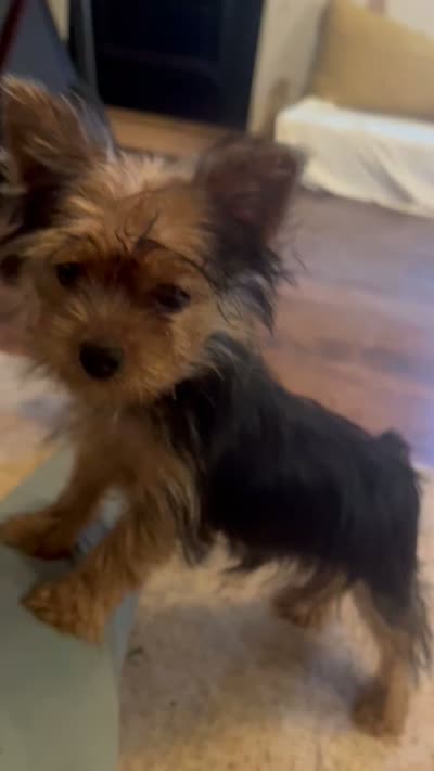  Al’ Albert,,, moving discount , a male Yorkshire Terrier for sale in Picayune, MS – 7 of 9