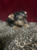 Callie, a female Yorkshire Terrier for sale in Picayune, MS – 4 of 5